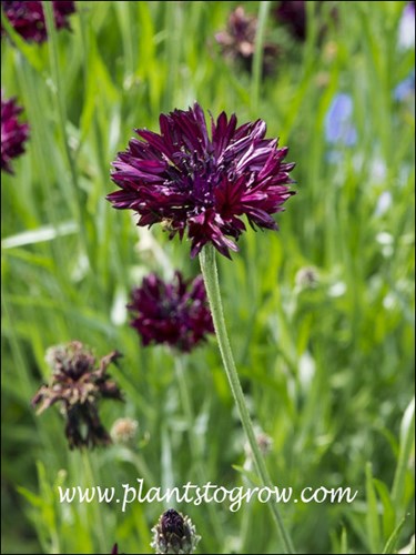 Depending on how the light hits the flower they can be a dark red to black red.